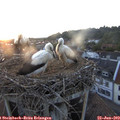 21_05-nest.jpg