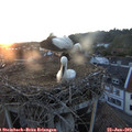 21_10-nest.jpg