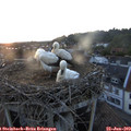 21_15-nest.jpg