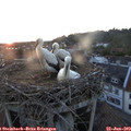 21_20-nest.jpg