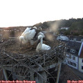 21_25-nest.jpg