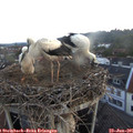 05_20-nest.jpg