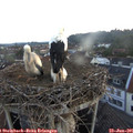 05_25-nest.jpg