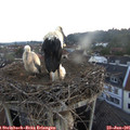 05_30-nest.jpg