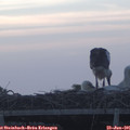 05_35-mast.jpg