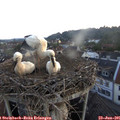 05_35-nest.jpg