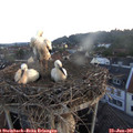 05_40-nest.jpg