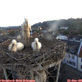 05_45-nest.jpg