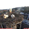 05_50-nest.jpg