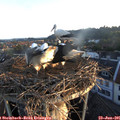 05_55-nest.jpg