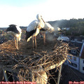 06_00-nest.jpg