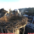 06_05-nest.jpg