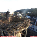 06_10-nest.jpg
