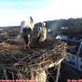 06_15-nest.jpg