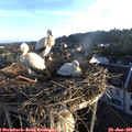 06_20-nest.jpg