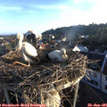 06_25-nest.jpg