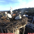06_30-nest.jpg