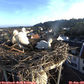06_35-nest.jpg