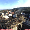 06_40-nest.jpg