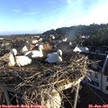 06_45-nest.jpg