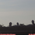 06_50-mast.jpg