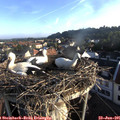 06_50-nest.jpg