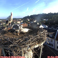 06_55-nest.jpg