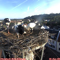 07_00-nest.jpg
