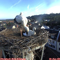 07_05-nest.jpg
