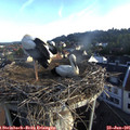 07_10-nest.jpg