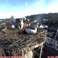 07_15-nest.jpg