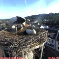 07_20-nest.jpg