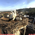 07_25-nest.jpg