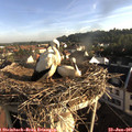 07_30-nest.jpg