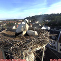 07_35-nest.jpg