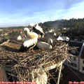 07_40-nest.jpg