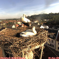 07_45-nest.jpg