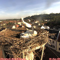 07_50-nest.jpg