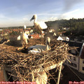 07_55-nest.jpg