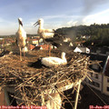 08_00-nest.jpg