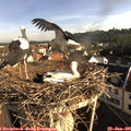 08_05-nest.jpg