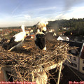 08_10-nest.jpg