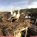 08_15-nest.jpg