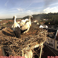 08_20-nest.jpg