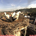 08_25-nest.jpg