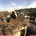 08_30-nest.jpg