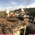 08_35-nest.jpg