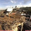 08_40-nest.jpg