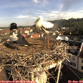 08_45-nest.jpg