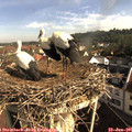 08_50-nest.jpg